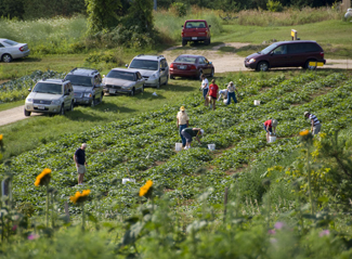 Customers in the field at The Tree Farm, the Pick-your-own vegetables Place